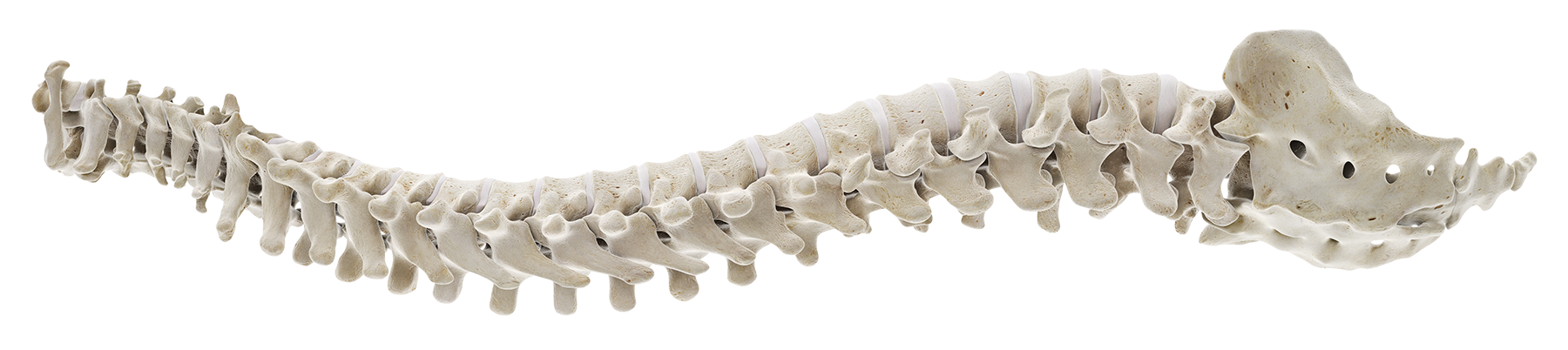human-spine-horizontal